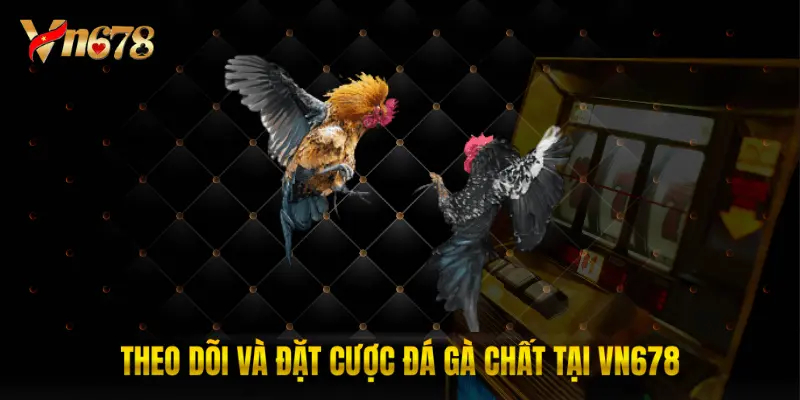Theo dõi và đặt cược đá gà chất tại VN678